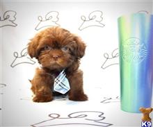 shih tzu puppy posted by lvpuppyheaven