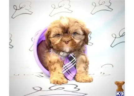 Shih Tzu