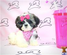 shih tzu puppy posted by lvpuppyheaven