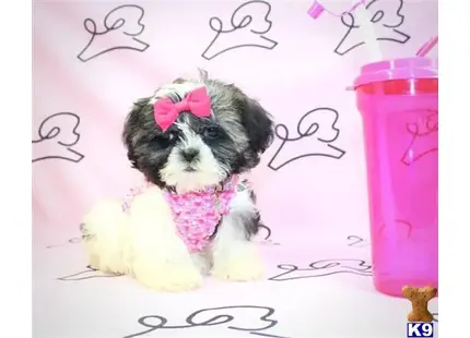 Pikachu available Shih Tzu puppy located in Las Vegas
