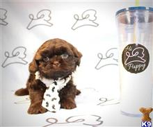 shih tzu puppy posted by lvpuppyheaven