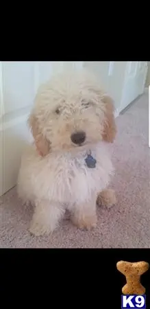 Goldendoodles stud dog