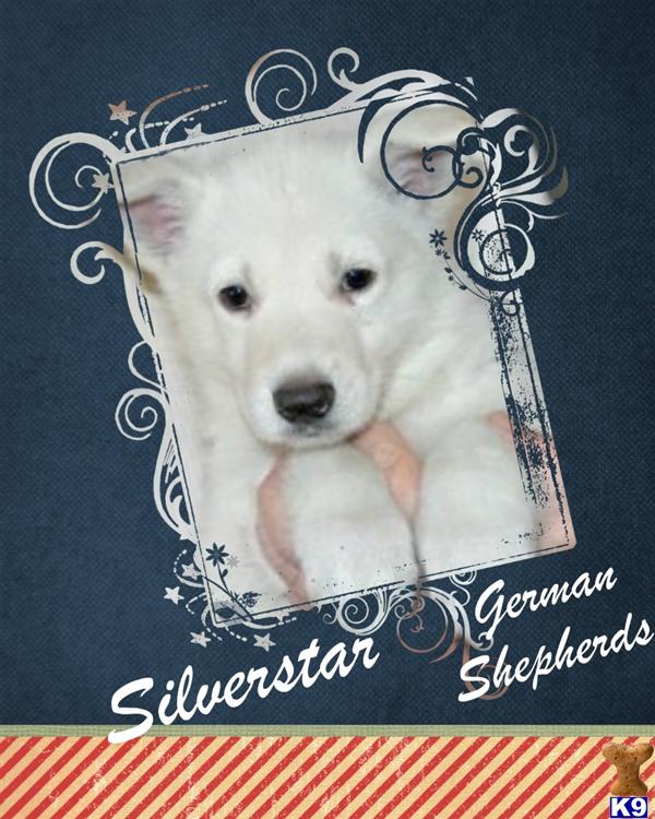 German Shepherd Puppy for Sale Snow White Pups 11 Years old