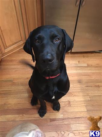a black labrador retriever dog sitting on a wood floor