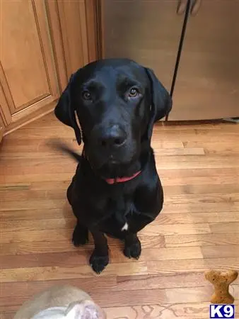 Labrador Retriever stud dog