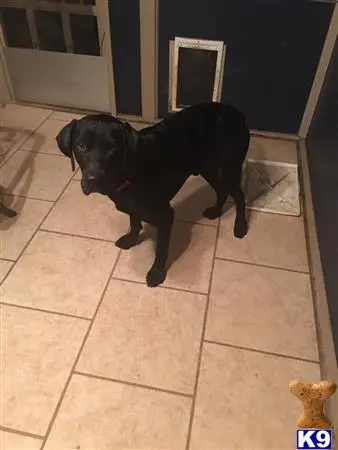 Labrador Retriever stud dog