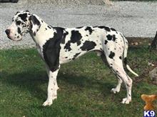 Great Dane