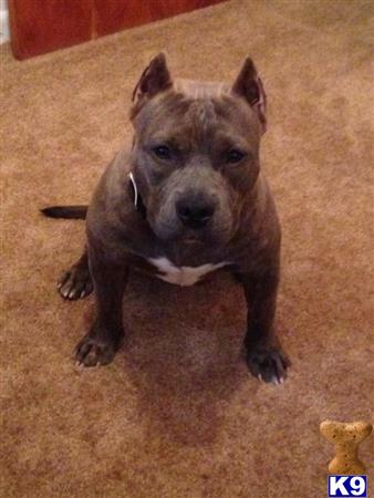 American Pit Bull stud dog