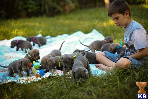 great dane puppy posted by lyn32744