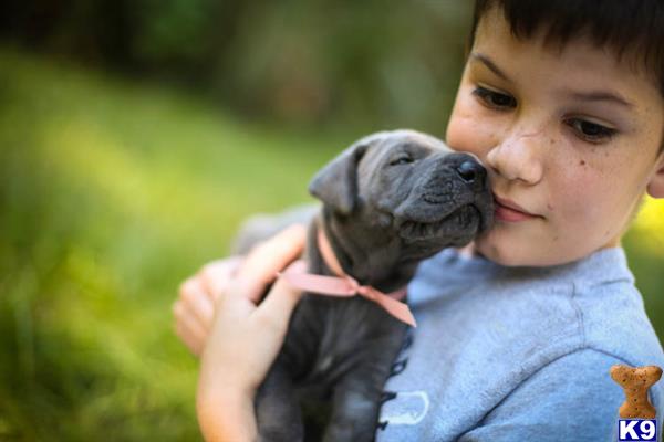 great dane puppy posted by lyn32744