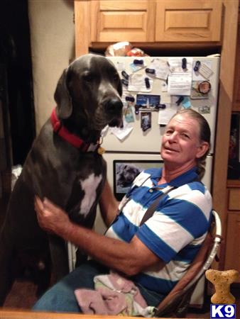 great dane puppy posted by lyn32744