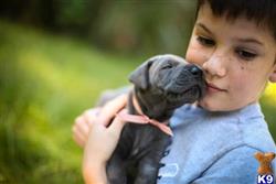 great dane puppy posted by lyn32744