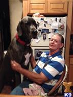 great dane puppy posted by lyn32744