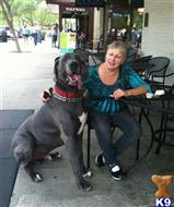 great dane puppy posted by lyn32744
