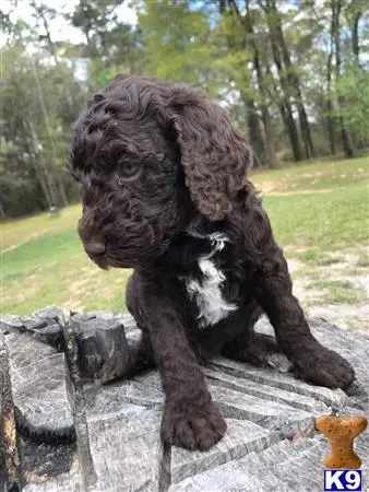 Poodle stud dog