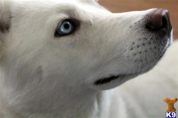 Siberian Husky female dog