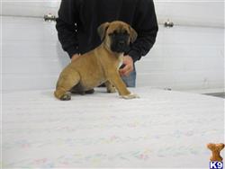 cane corso puppy posted by lynngolden