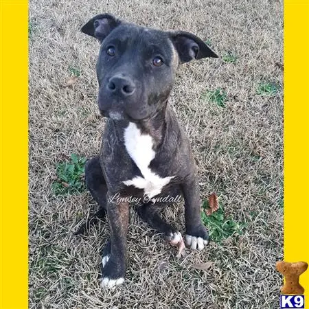 American Pit Bull puppy for sale: a black and white american pit bull dog