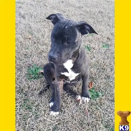American Pit Bull puppy for sale: a black and white american pit bull dog