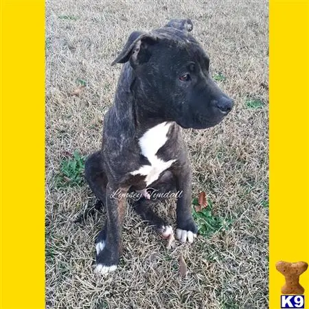 American Pit Bull puppy for sale: a black and white american pit bull dog