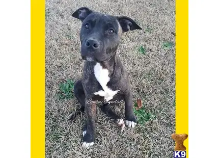 American Pit Bull puppy for sale: a black and white american pit bull dog