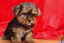 yorkshire terrier puppy posted by lyrapauline