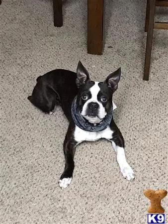 Boston Terrier