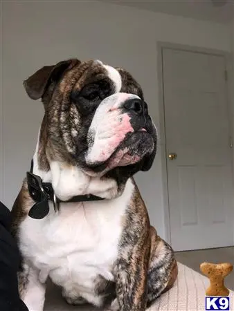 English Bulldog stud dog