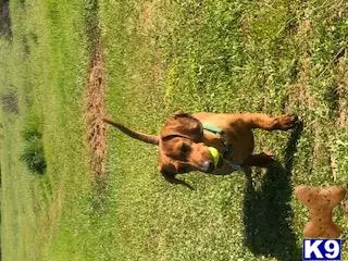 Dachshund stud dog