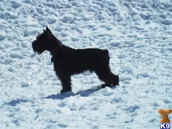 Miniature Schnauzer stud dog