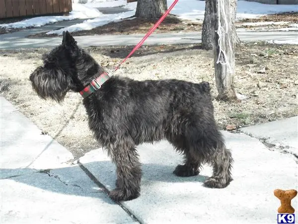 Miniature Schnauzer stud dog