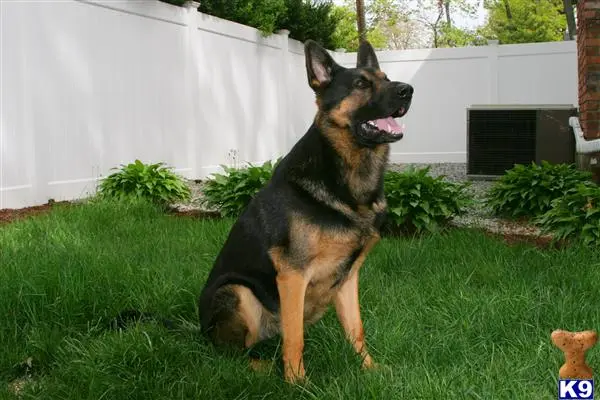 German Shepherd stud dog