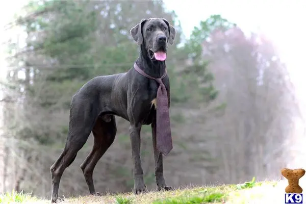 Great Dane stud dog