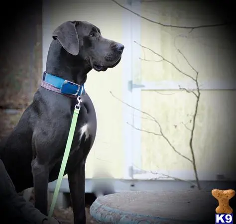 Great Dane stud dog