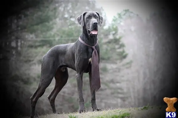 Great Dane stud dog