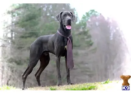 Great Dane