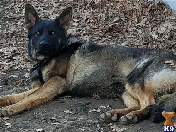 German Shepherd stud dog