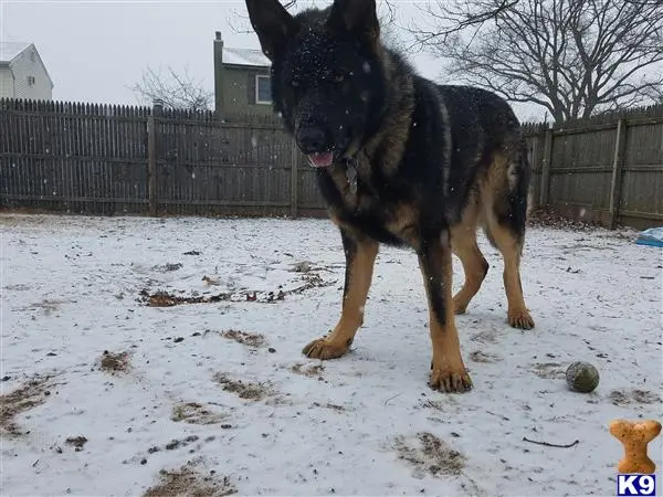 German Shepherd stud dog