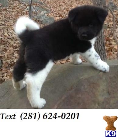 akita puppy posted by macanakilomo