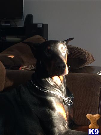 Doberman Pinscher