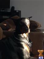 Doberman Pinscher