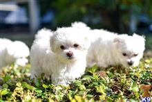 Maltese