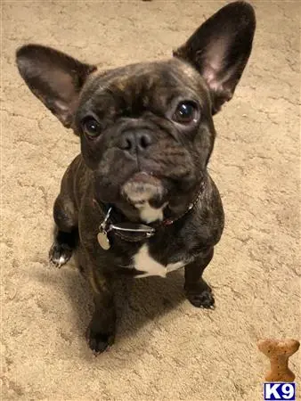 French Bulldog female dog