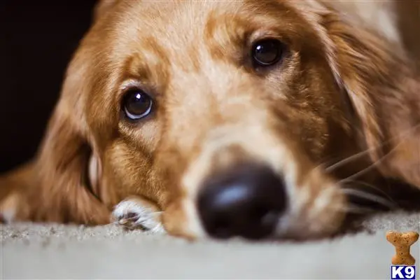 Golden Retriever female dog