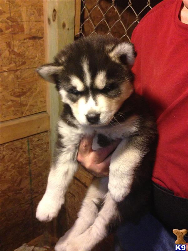 Siberian Husky dog