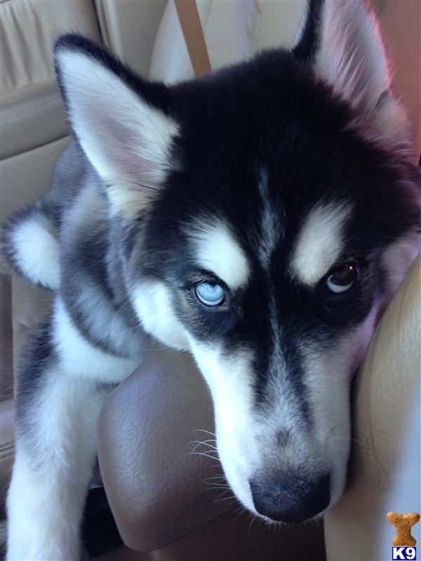 Siberian Husky dog