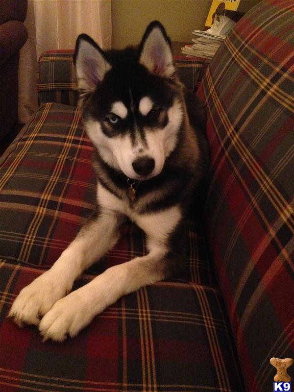 Siberian Husky dog