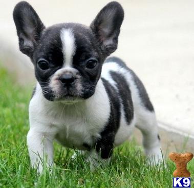 French Bulldog dog