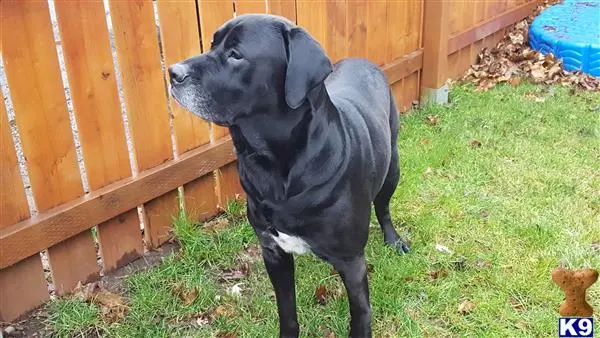 Labrador Retriever stud dog