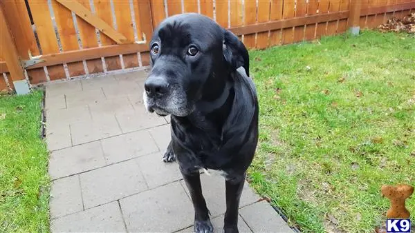 Labrador Retriever stud dog